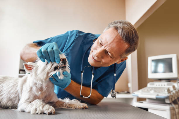 Best Emergency Denture Repair in Newcastle, WY